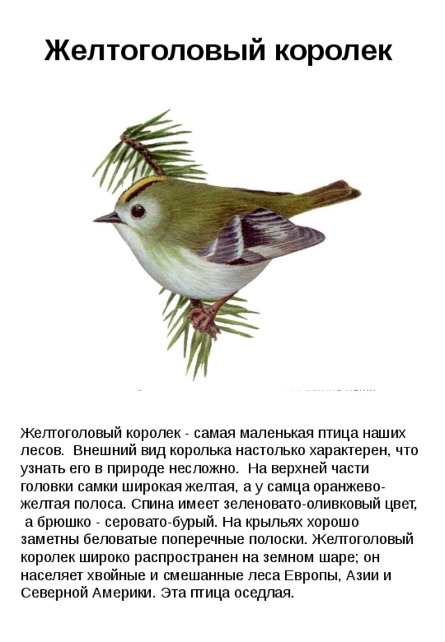 Желтоголовый королек Желтоголовый королек - самая маленькая птица наших лесов. Внешний вид королька настолько характерен, что узнать его в природе несложно. На верхней части головки самки широкая желтая, а у самца оранжево-желтая полоса. Спина имеет зеленовато-оливковый цвет, а брюшко - серовато-бурый. На крыльях хорошо заметны беловатые поперечные полоски. Желтоголовый королек широко распространен на земном шаре; он населяет хвойные и смешанные леса Европы, Азии и Северной Америки. Эта птица оседлая. 