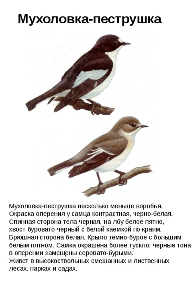 Мухоловка-пеструшка Мухоловка-пеструшка несколько меньше воробья. Окраска оперения у самца контрастная, черно-белая. Спинная сторона тела черная, на лбу белое пятно, хвост буровато-черный с белой каемкой по краям. Брюшная сторона белая. Крыло темно-бурое с большим белым пятном. Самка окрашена более тускло: черные тона в оперении замещены серовато-бурыми. Живет в высокоствольных смешанных и лиственных лесах, парках и садах. 