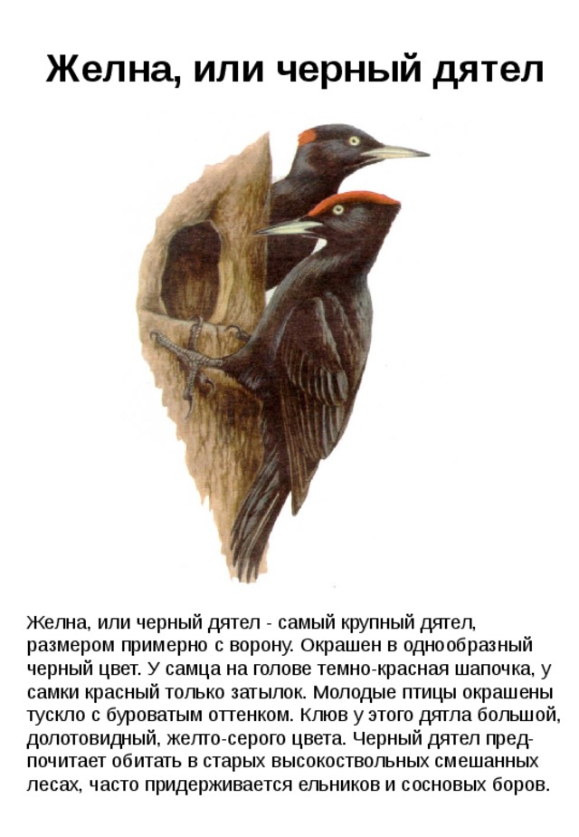 Желна, или черный дятел Желна, или черный дятел - самый крупный дятел, размером примерно с ворону. Окрашен в однообразный черный цвет. У самца на голове темно-красная шапочка, у самки красный только затылок. Молодые птицы окрашены тускло с буроватым оттенком. Клюв у этого дятла большой, долотовидный, желто-серого цвета. Черный дятел пред-почитает обитать в старых высокоствольных смешанных лесах, часто придерживается ельников и сосновых боров. 