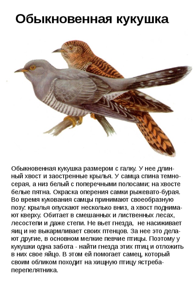 Обыкновенная кукушка Обыкновенная кукушка размером с галку. У нее длин-ный хвост и заостренные крылья. У самца спина темно-серая, а низ белый с поперечными полосами; на хвосте белые пятна. Окраска оперения самки рыжевато-бурая. Во время кукования самцы принимают своеобразную позу: крылья опускают несколько вниз, а хвост поднима-ют кверху. Обитает в смешанных и лиственных лесах, лесостепи и даже степи. Не вьет гнезда, не насиживает яиц и не выкармливает своих птенцов. За нее это дела-ют другие, в основном мелкие певчие птицы. Поэтому у кукушки одна забота - найти гнезда этих птиц и отложить в них свое яйцо. В этом ей помогает самец, который своим обликом походит на хищную птицу ястреба-перепелятника. 