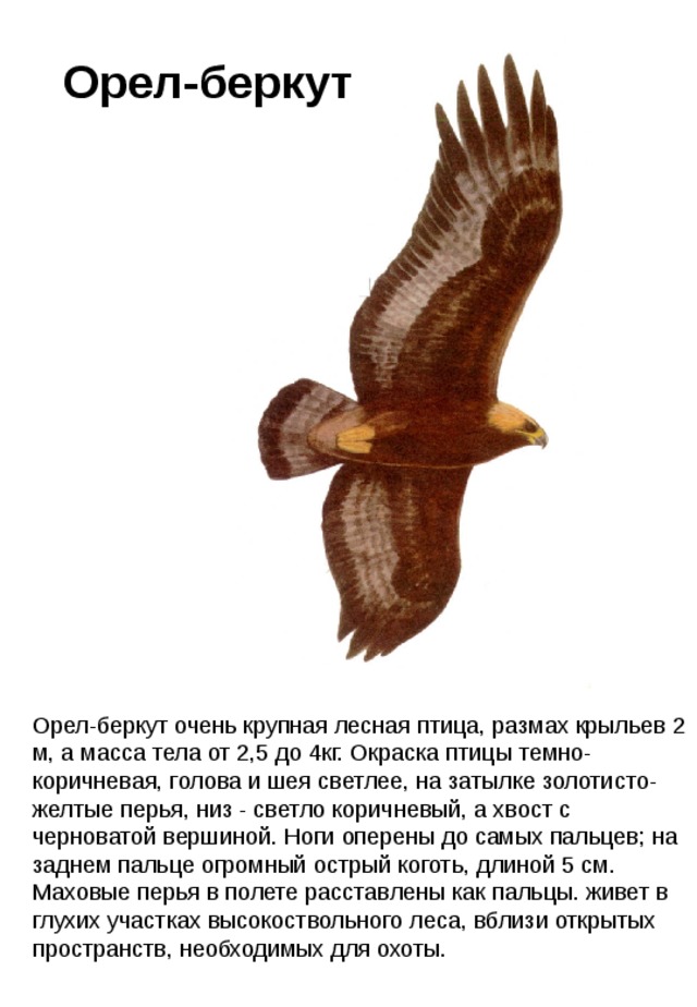Орел-беркут Орел-беркут очень крупная лесная птица, размах крыльев 2 м, а масса тела от 2,5 до 4кг. Окраска птицы темно-коричневая, голова и шея светлее, на затылке золотисто-желтые перья, низ - светло коричневый, а хвост с черноватой вершиной. Ноги оперены до самых пальцев; на заднем пальце огромный острый коготь, длиной 5 см. Маховые перья в полете расставлены как пальцы. живет в глухих участках высокоствольного леса, вблизи открытых пространств, необходимых для охоты. 