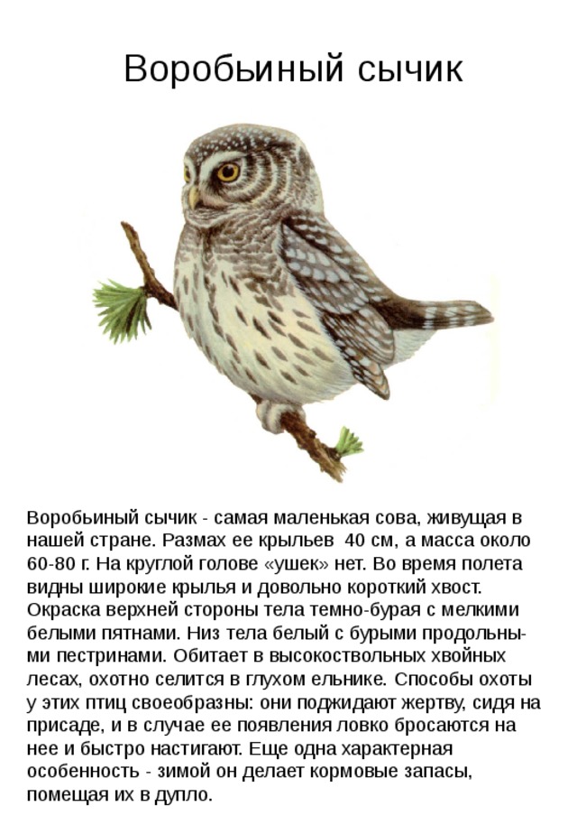 Воробьиный сычик Воробьиный сычик - самая маленькая сова, живущая в нашей стране. Размах ее крыльев 40 см, а масса около 60-80 г. На круглой голове «ушек» нет. Во время полета видны широкие крылья и довольно короткий хвост. Окраска верхней стороны тела темно-бурая с мелкими белыми пятнами. Низ тела белый с бурыми продольны-ми пестринами. Обитает в высокоствольных хвойных лесах, охотно селится в глухом ельнике. Способы охоты у этих птиц своеобразны: они поджидают жертву, сидя на присаде, и в случае ее появления ловко бросаются на нее и быстро настигают. Еще одна характерная особенность - зимой он делает кормовые запасы, помещая их в дупло. 