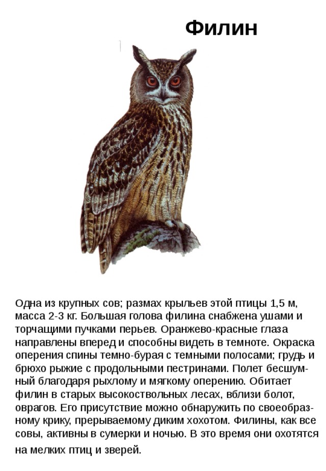Филин Одна из крупных сов; размах крыльев этой птицы 1,5 м, масса 2-3 кг. Большая голова филина снабжена ушами и торчащими пучками перьев. Оранжево-красные глаза направлены вперед и способны видеть в темноте. Окраска оперения спины темно-бурая с темными полосами; грудь и брюхо рыжие с продольными пестринами. Полет бесшум-ный благодаря рыхлому и мягкому оперению. Обитает филин в старых высокоствольных лесах, вблизи болот, оврагов. Его присутствие можно обнаружить по своеобраз-ному крику, прерываемому диким хохотом. Филины, как все совы, активны в сумерки и ночью. В это время они охотятся на мелких птиц и зверей.   