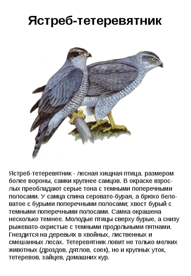 Ястреб-тетеревятник Ястреб-тетеревятник - лесная хищная птица. размером более вороны, самки крупнее самцов. В окраске взрос-лых преобладают серые тона с темными поперечными полосами. У самца спина серовато-бурая, а брюхо бело-ватое с бурыми поперечными полосами; хвост бурый с темными поперечными полосами. Самка окрашена несколько темнее. Молодые птицы сверху бурые, а снизу рыжевато-охристые с темными продольными пятнами. Гнездится на деревьях в хвойных, лиственных и смешанных лесах. Тетеревятник ловит не только мелких животных (дроздов, дятлов, соек), но и крупных уток, тетеревов, зайцев, домашних кур. 