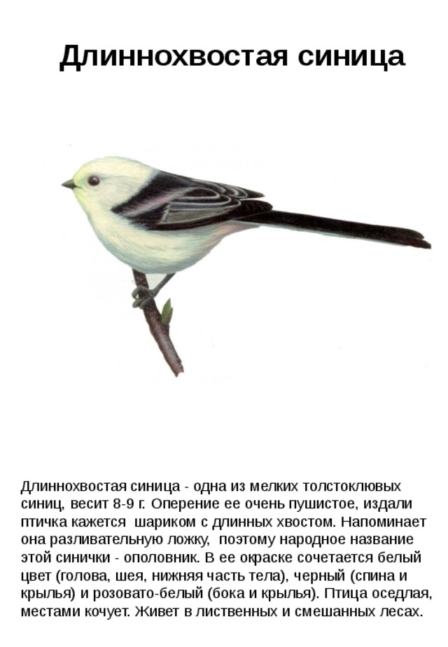 Длиннохвостая синица Длиннохвостая синица - одна из мелких толстоклювых синиц, весит 8-9 г. Оперение ее очень пушистое, издали птичка кажется шариком с длинных хвостом. Напоминает она разливательную ложку, поэтому народное название этой синички - ополовник. В ее окраске сочетается белый цвет (голова, шея, нижняя часть тела), черный (спина и крылья) и розовато-белый (бока и крылья). Птица оседлая, местами кочует. Живет в лиственных и смешанных лесах. 