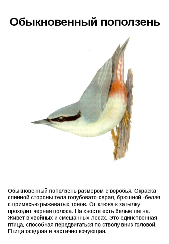 Обыкновенный поползень Обыкновенный поползень размером с воробья. Окраска спинной стороны тела голубовато-серая, брюшной -белая с примесью рыжеватых тонов. От клюва к затылку проходит черная полоса. На хвосте есть белые пятна. Живет в хвойных и смешанных лесах. Это единственная птица, способная передвигаться по стволу вниз головой. Птица оседлая и частично кочующая. 