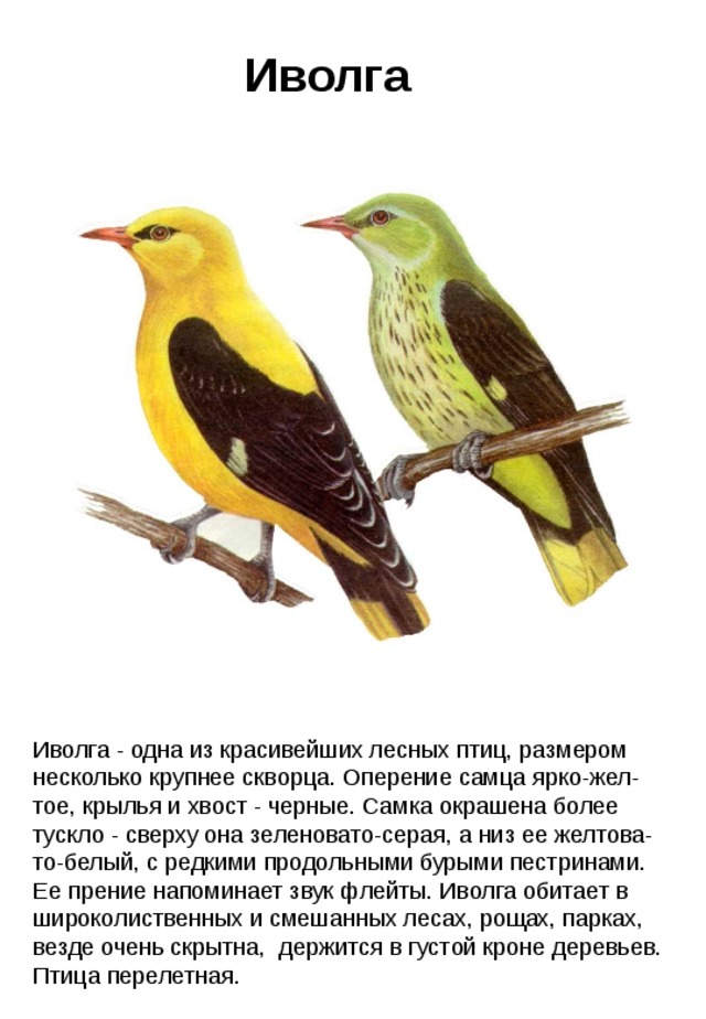Иволга Иволга - одна из красивейших лесных птиц, размером несколько крупнее скворца. Оперение самца ярко-жел-тое, крылья и хвост - черные. Самка окрашена более тускло - сверху она зеленовато-серая, а низ ее желтова-то-белый, с редкими продольными бурыми пестринами. Ее прение напоминает звук флейты. Иволга обитает в широколиственных и смешанных лесах, рощах, парках, везде очень скрытна, держится в густой кроне деревьев. Птица перелетная. 