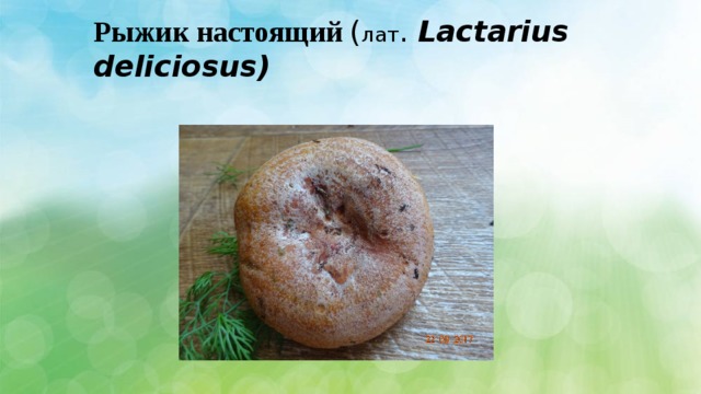 Рыжик настоящий ( лат . Lactarius deliciosus) 