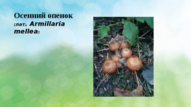 Осенний опенок ( лат . Armillaria mellea ) 