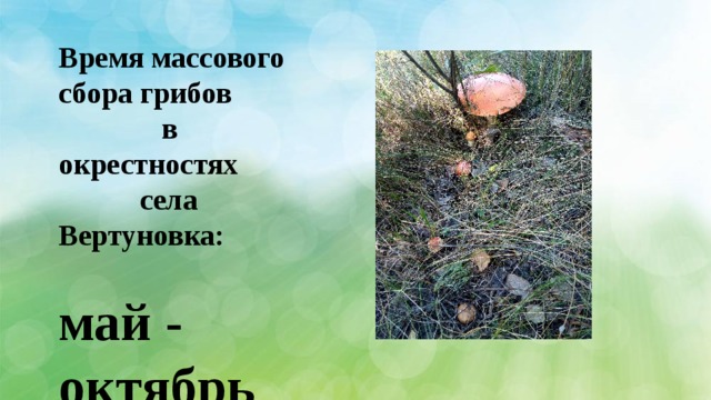 Время массового сбора грибов в окрестностях села Вертуновка:  май - октябрь 