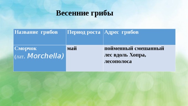 Весенние грибы Название грибов Период роста Сморчок (лат . Morchella ) Адрес грибов май пойменный смешанный лес вдоль Хопра, лесополоса 