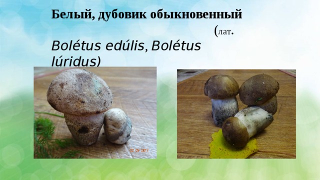 Белый, дубовик обыкновенный ( лат . Bolétus edúlis , Bolétus lúridus) 