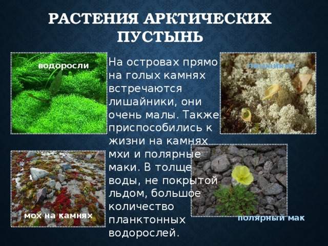 Растения арктических пустынь На островах прямо на голых камнях встречаются лишайники, они очень малы. Также приспособились к жизни на камнях мхи и полярные маки. В толще воды, не покрытой льдом, большое количество планктонных водорослей. лишайник водоросли мох на камнях полярный мак 