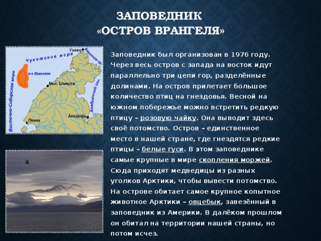 Врангеля какая природная зона. Заповедник Врангеля природная зона. Остров Врангеля природная зона. Остров Врангеля заповедник географическое положение. Остров Врангеля природная зона 4 класс.