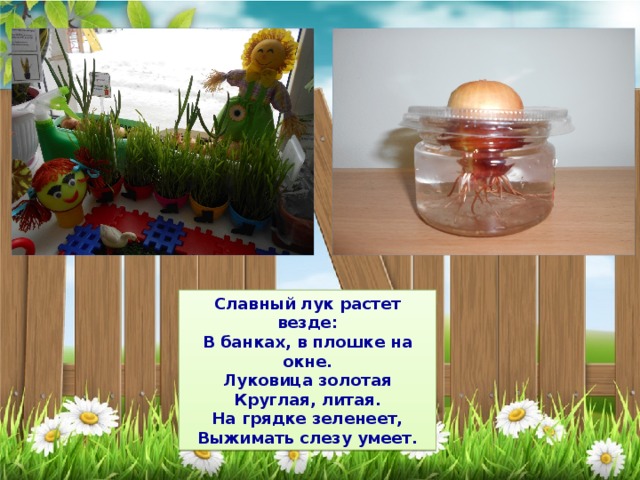 Славный лук растет везде: В банках, в плошке на окне. Луковица золотая Круглая, литая. На грядке зеленеет, Выжимать слезу умеет. 