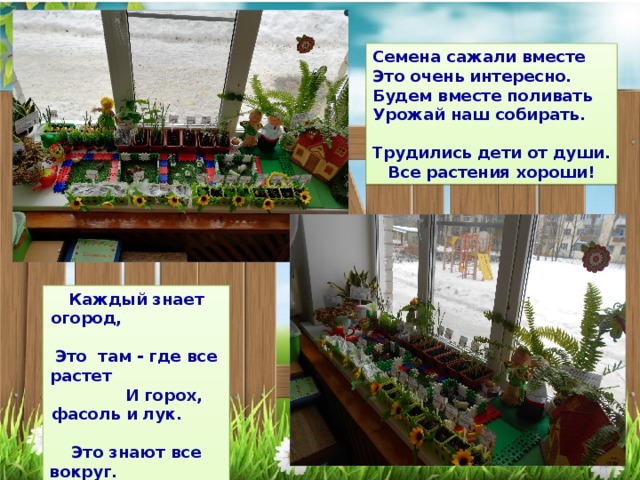 Семена сажали вместе Это очень интересно. Будем вместе поливать Урожай наш собирать.  Трудились дети от души. Все растения хороши! Каждый знает огород, Это  там - где все растет И горох, фасоль и лук. Это знают все вокруг. И не плохо, что пока, Огород наш у окна! 