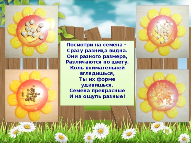 Посмотри на семена – Сразу разница видна. Они разного размера, Различаются по цвету. Коль внимательней вглядишься, Ты их форме удивишься. Семена прекрасные И на ощупь разные!  