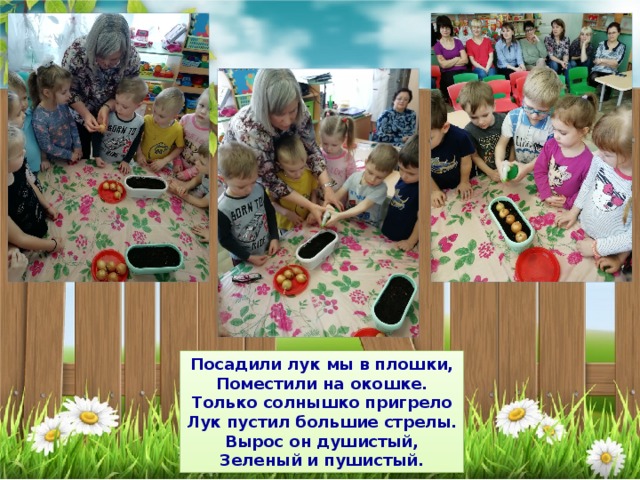 Посадили лук мы в плошки, Поместили на окошке. Только солнышко пригрело Лук пустил большие стрелы. Вырос он душистый, Зеленый и пушистый. 