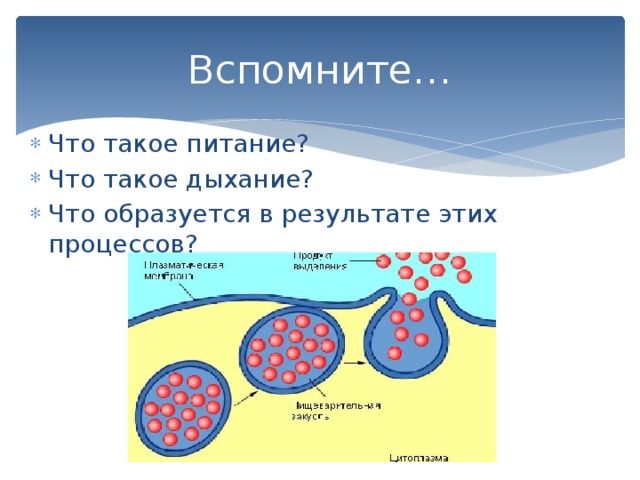 Вспомните… Что такое питание? Что такое дыхание? Что образуется в результате этих процессов? 