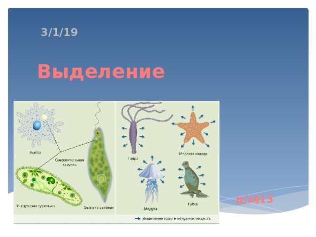 Выделение д/з§13 