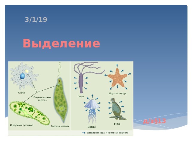 Тест по биологии выделение у растений