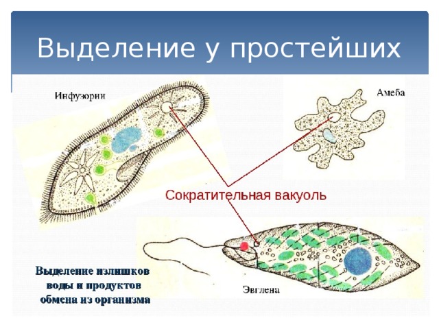 Выделение у простейших 