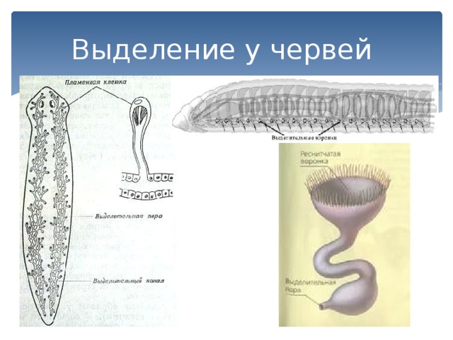 Органы выделительной системы червя. Кольчатые черви метанефридии. Метанефридии кольчатых червей. Органы выделения плоских червей. Протонефридии и метанефридии.