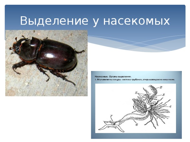Выделение у насекомых 