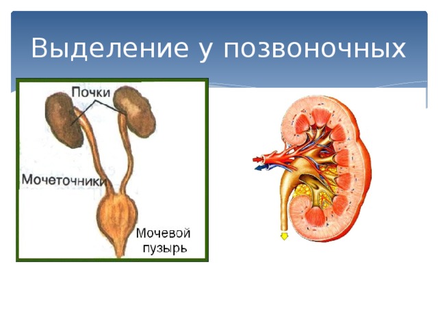 Органы выделения животных 7 класс презентация