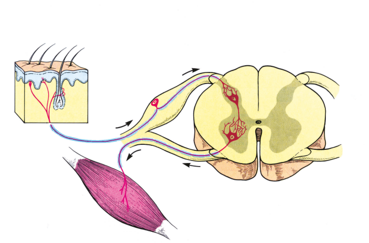Кожный болевой рефлекс последовательность. Рефлекторная дуга спинного рефлекса. Рефлекторная дуга спинного мозга. Рефлекторная дуга спинального рефлекса. Дуги рефлексов в спинном мозге.
