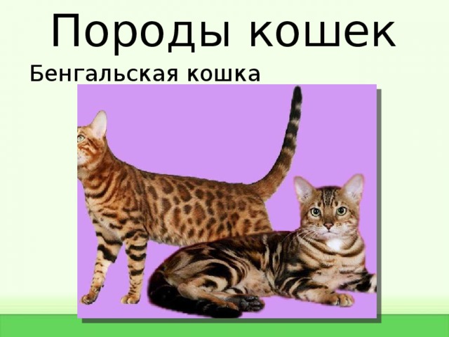 Бенгальская кошка презентация