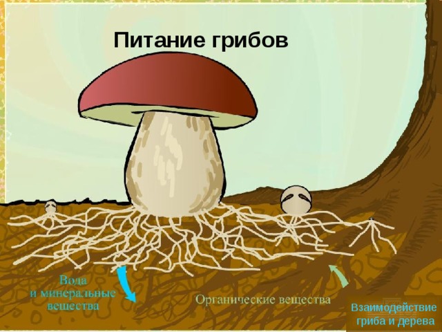 Карта грибницы бк