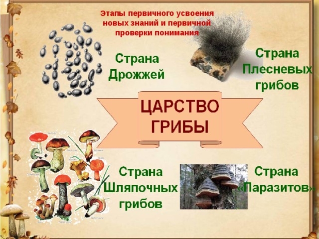 Этапы первичного усвоения новых знаний и первичной проверки понимания 