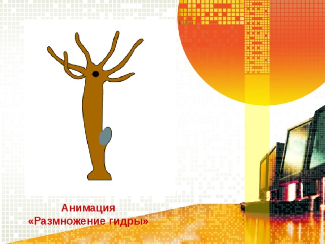 Анимация «Размножение гидры» 