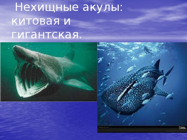 План к рассказу акула