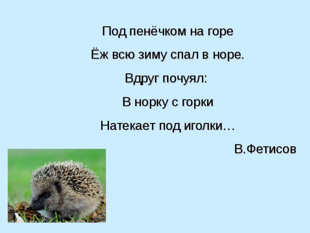 Под пенечком на горе еж всю. Под пенечком на горе еж всю зиму спал в норе. Еж спит зимой. Вдруг почуял в норку с горки натекает под иголки.