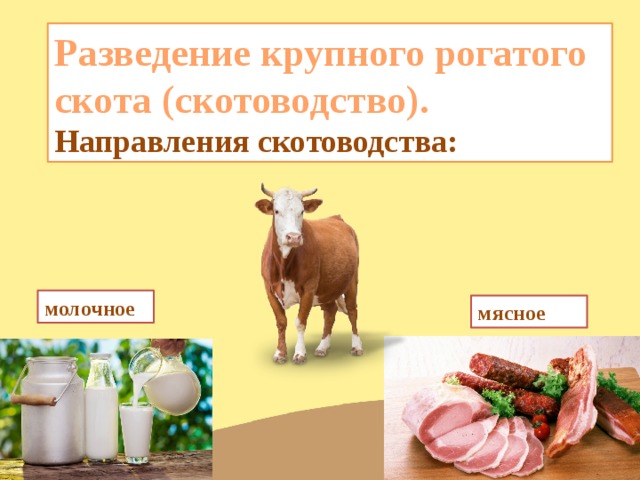 Разведение крупного рогатого скота (скотоводство). Направления скотоводства: молочное  мясное