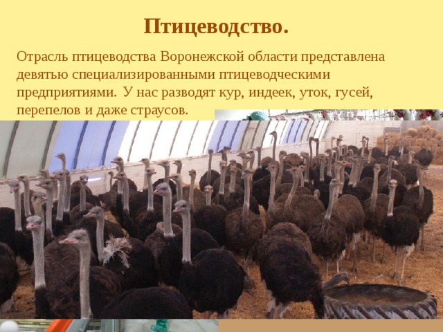 Птицеводство. Отрасль птицеводства Воронежской области представлена девятью специализированными птицеводческими предприятиями.  У нас разводят кур, индеек, уток, гусей, перепелов и даже страусов.