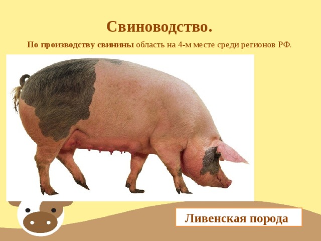 Свиноводство. По производству свинины  область на 4-м месте среди регионов РФ.  Ливенская порода