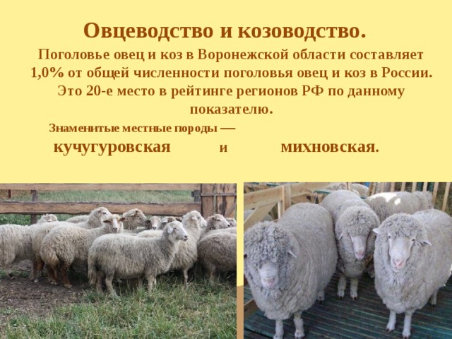 Овцеводство и козоводство. Поголовье овец и коз в Воронежской области составляет 1,0% от общей численности поголовья овец и коз в России. Это 20-е место в рейтинге регионов РФ по данному показателю. Знаменитые местные породы —  кучугуровская и михновская .