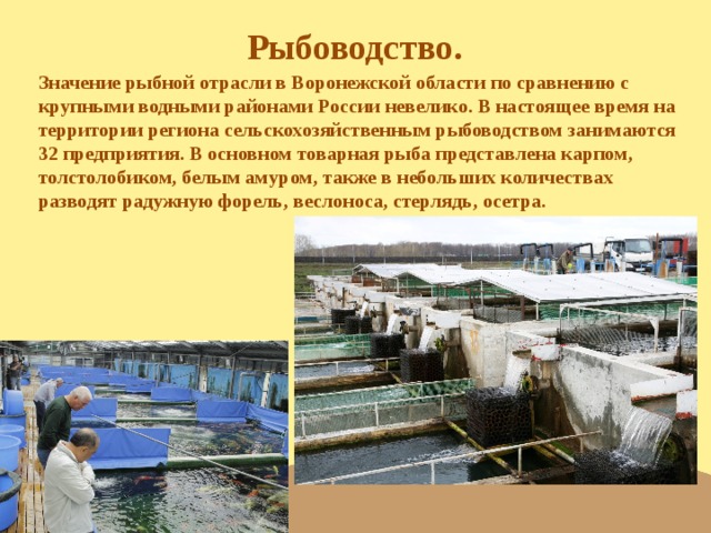 Рыбоводство. Значение рыбной отрасли в Воронежской области по сравнению с крупными водными районами России невелико. В настоящее время на территории региона сельскохозяйственным рыбоводством занимаются 32 предприятия. В основном товарная рыба представлена карпом, толстолобиком, белым амуром, также в небольших количествах разводят радужную форель, веслоноса, стерлядь, осетра.