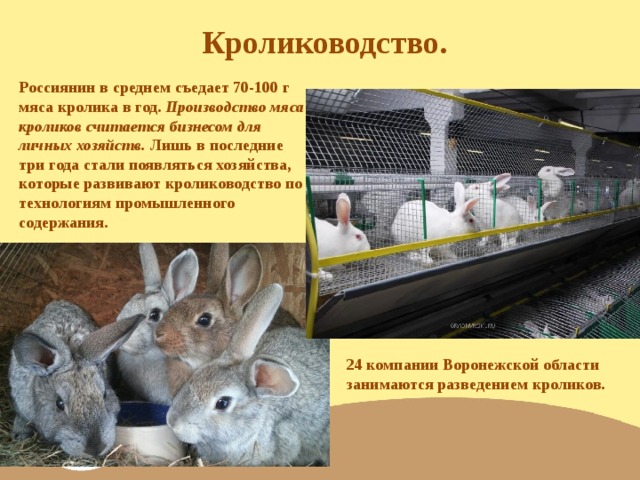 Кролиководство. Россиянин в среднем съедает 70-100 г мяса кролика в год. Производство мяса кроликов считается бизнесом для личных хозяйств. Лишь в последние три года стали появляться хозяйства, которые развивают кролиководство по технологиям промышленного содержания.   24 компании Воронежской области занимаются разведением кроликов.