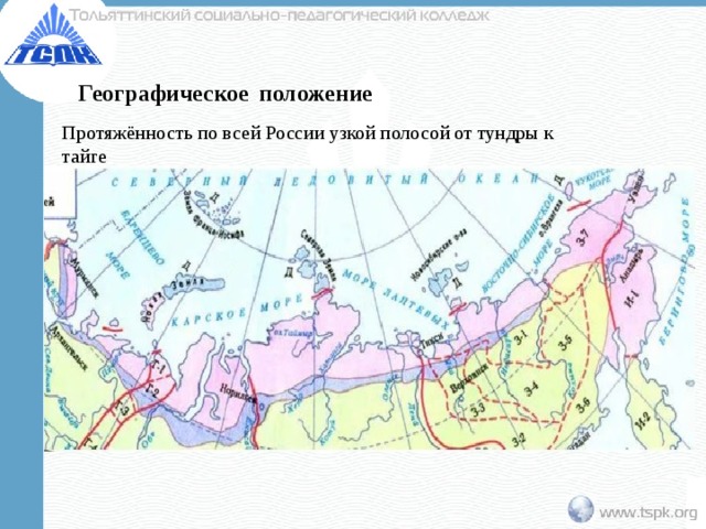 Географическое  положение Протяжённость по всей России узкой полосой от тундры к тайге 