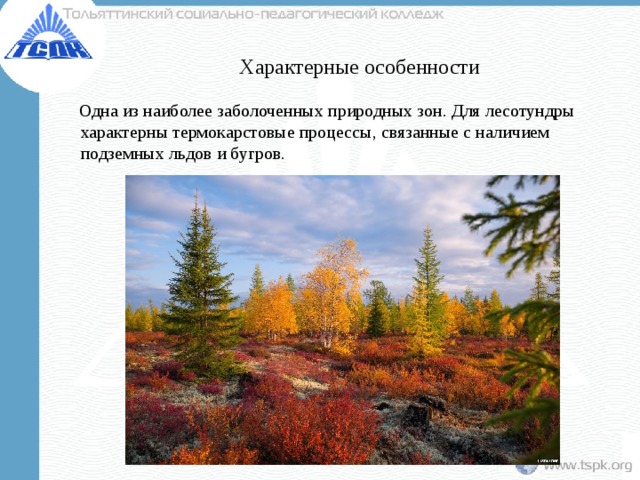 Характерные особенности  Одна из наиболее заболоченных природных зон. Для лесотундры характерны термокарстовые процессы, связанные с наличием подземных льдов и бугров. 