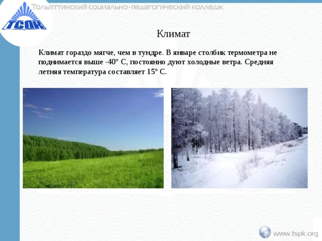 Леса смягчая климат сохраняют влагу. Климат тундры в январе. Климат лесотундры в России. Тундра климат января и июля. Температура января в тундре.