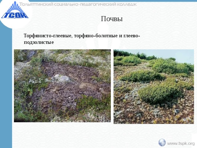 Почвы  Торфянисто-глеевые, торфяно-болотные и глеево-подзолистые 