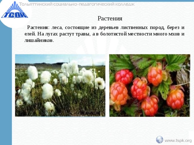 Растения  Растения: леса, состоящие из деревьев лиственных пород, берез и елей. На лугах растут травы, а в болотистой местности много мхов и лишайников. 