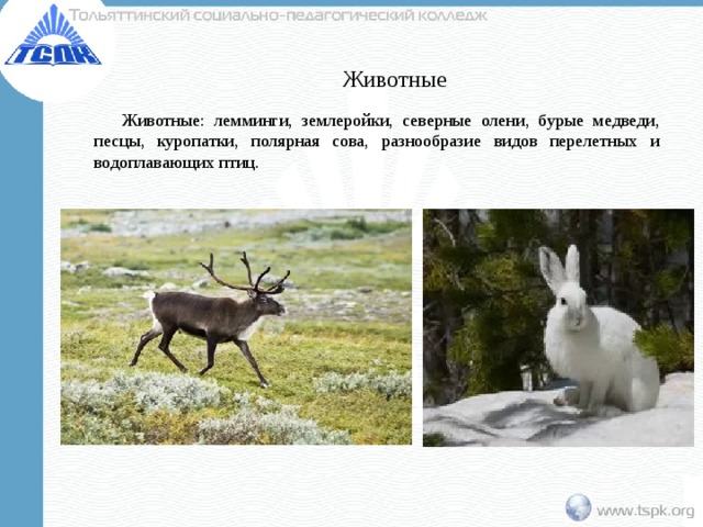 Животные  Животные: лемминги, землеройки, северные олени, бурые медведи, песцы, куропатки, полярная сова, разнообразие видов перелетных и водоплавающих птиц. 