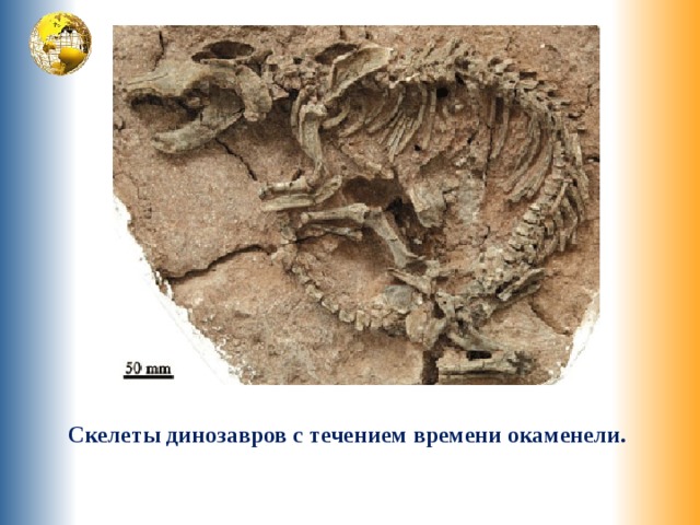 Скелеты динозавров с течением времени окаменели. 