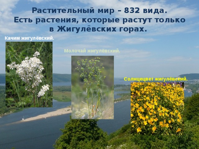 Растительный мир – 832 вида.  Есть растения, которые растут только в Жигулёвских горах. Качим жигулёвский. Молочай жигулёвский. Солнцецвет жигулёвский. 